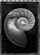 Nautilus shell